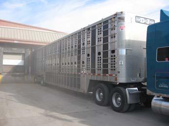 Straight Trailer Pot Belly/Drop Center Trailer Farm/Livestock Trailer If transporting swine, has the driver completed the National Pork Board s TQA program?