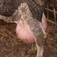 Poor udder condition is defined as udders that