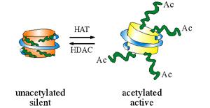 Histones are modified to influence gene When they are acetylated (an acetyl group attached), the DNA is transcriptionally active.