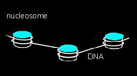 Histones The stretch of DNA wrapped around a histone is