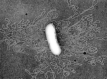 E.coli, length