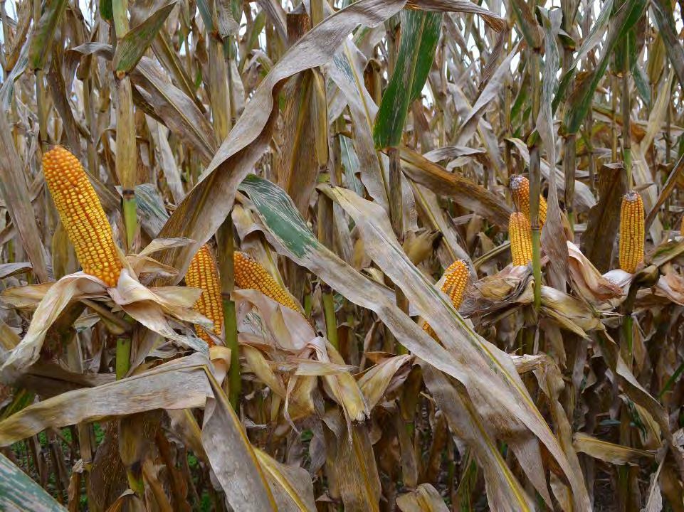 Preliminary analysis for recommendation domain 1.0 0.8 Sidedress Nitrogen Required to Achieve Optimum Corn Grain Yield (lb N/bu grain) 0.6 0.4 0.2 0.