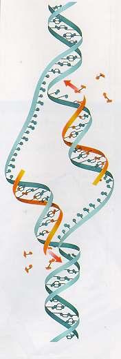 During DNA replication, the molecule uncoils and unzips down the middle.