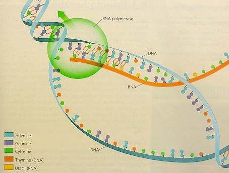 DNA uncoils RNA polymerase reads DNA template and matches up RNA