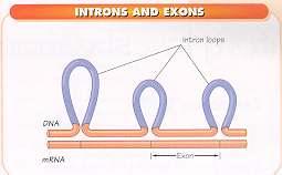 Introns and Exons Introns get spliced out of