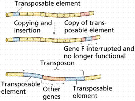 Transposons Genes that jump around on