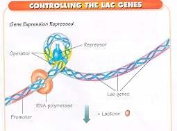 Gene Expression is controlled by Promoters - promote RNA polymerase to bind Repressors - represses