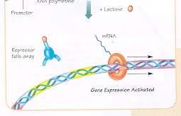 Gene Expression is controlled by Inducers - bind to the repressor