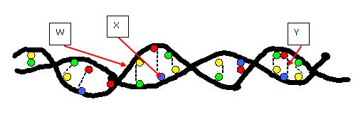 4. Look at the diagram of DNA below. Which of the following parts of the diagram represents the portion of DNA composed of the nucleotides' phosphate groups? [Key: yellow-a, green-t, red-g, blue-c] A.