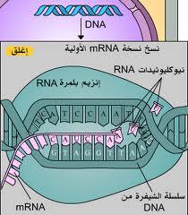 found in the nucleus and cytoplasm, each nucleotide is composed of ribose sugar, and nitrogen base, a phosphate group.