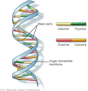 Nucleotides The phosphate and sugar form the backbone of the DNA molecule, whereas the