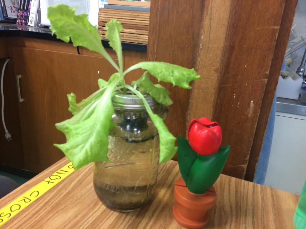 A CRIME HAS BEEN COMMITTED! Police Log Time/Date: 7:24 am, 3/2/17 Location: Kailua Intermediate School, Room 218 Witnesses: Hydro Let-us, Mo Del Tulip. Witnesses are uncooperative.