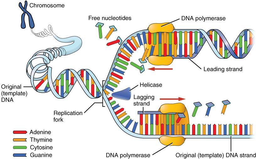 1- Transcription - a gene uncoils (with the help of the DNA polymerase enzyme) in the nucleus providing a pattern for RNA to be made.