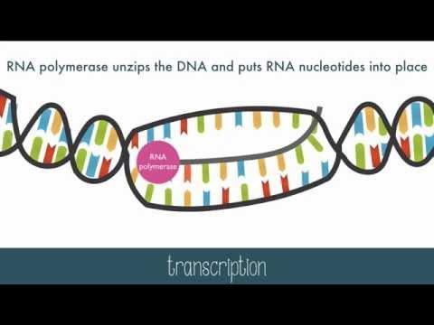 2- The mrna (with genetic code) and trna and rrna (with jobs) are sent to cytoplasm through small nuclear pores. The mrna carries the directions for the ribosome to make a protein.