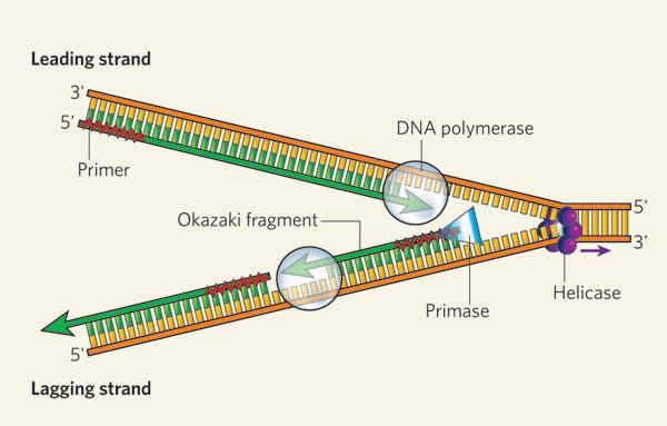 DNA Replication When the cell needs to copy its DNA, it will need to open up the DNA to read it. When DNA is in its ladder version, it is not able to be read.