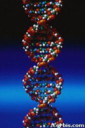 Discovering DNA It was not always known that DNA contains all of the genetic material.