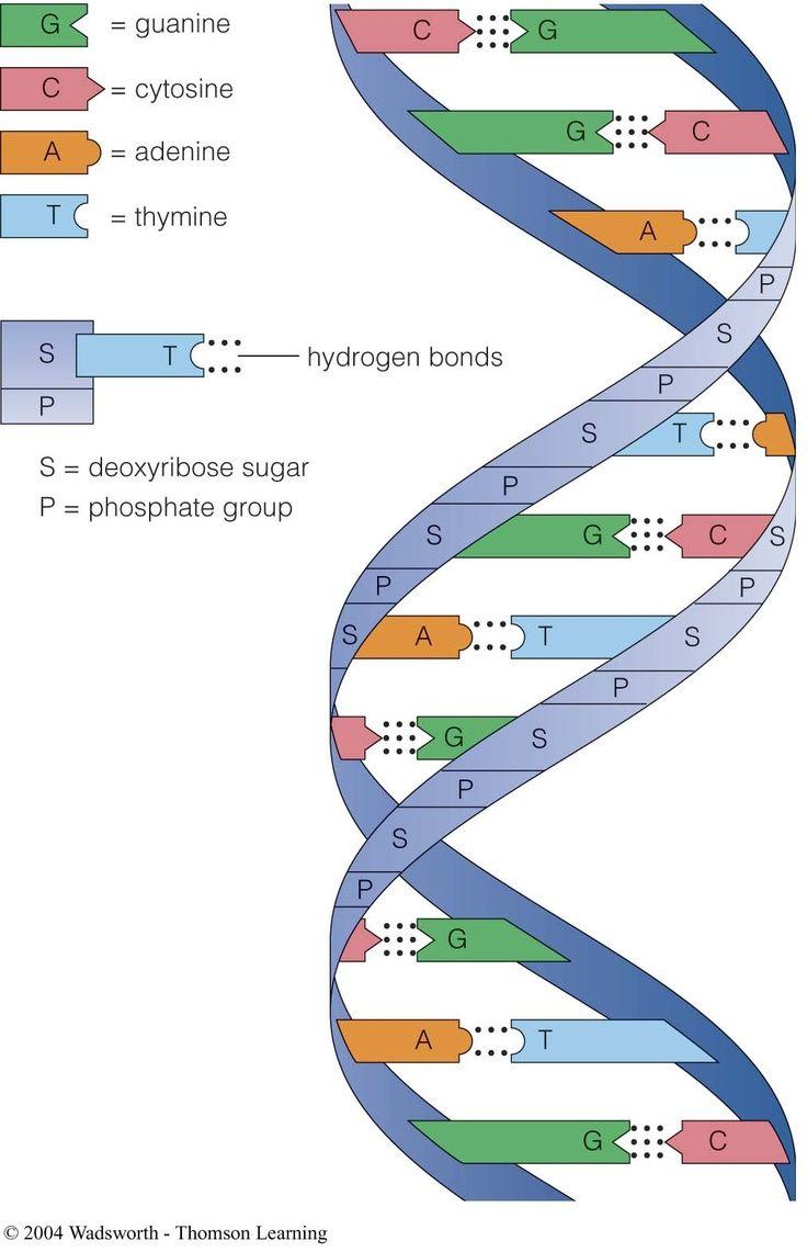 DNA Structure DNA has 2 strands Each strand is made up of bases, sugars, and