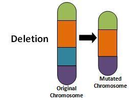 change to number or structure of chromosomes