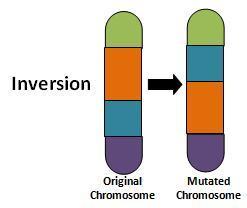 Deletion loss of all or part of a chromosome