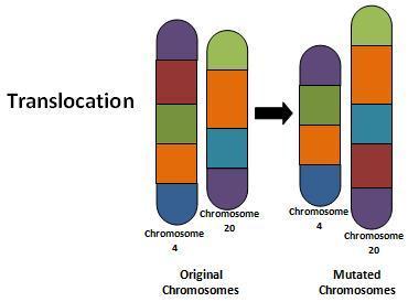 chromosome c.