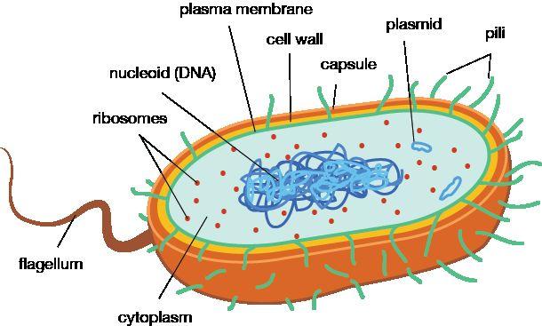 Chromosomes & DNA replication A.