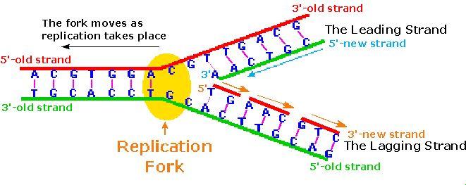 enzymes control replication 3. To copy, strands separate into replication forks a.