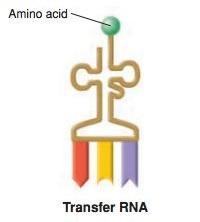 carries in amino acids to ribosomes 1) has an anticodon that pairs with codon sequence on mrna 2) assures