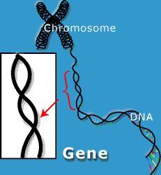 remaining exons join in final RNA E. The Genetic Code 1.