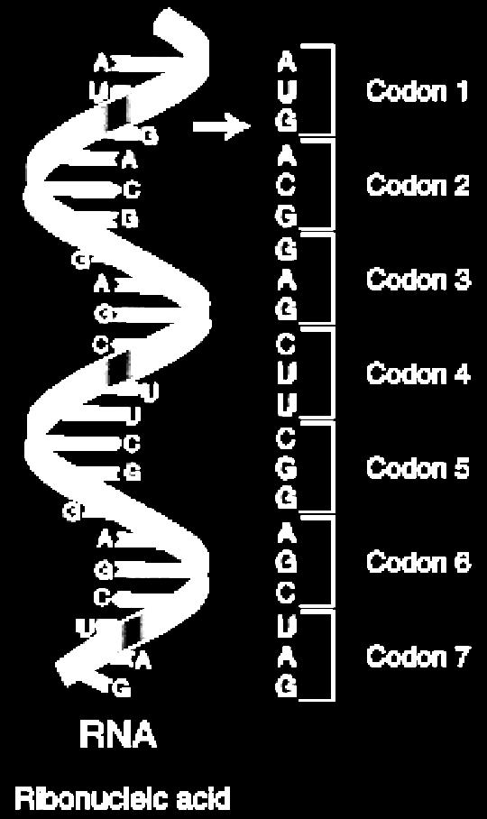 3. Genetic code = 64 codons a. some amino acids are made by more than 1 codon 1) ex: 6 codons make leucine b.