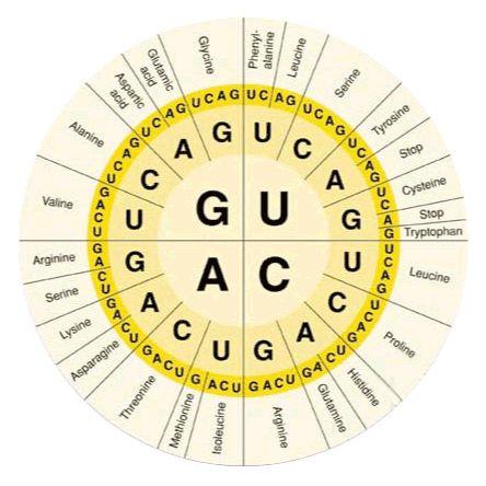 UGA, UAA & UAG = stop codons 1) don t code for amino acids F. Translation 1. decoding mrna and assembling proteins on ribosomes a.