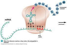 edited mrna leaves nucleus 1) attaches to a ribosome (rrna) b. ribosome reads code on mrna c.
