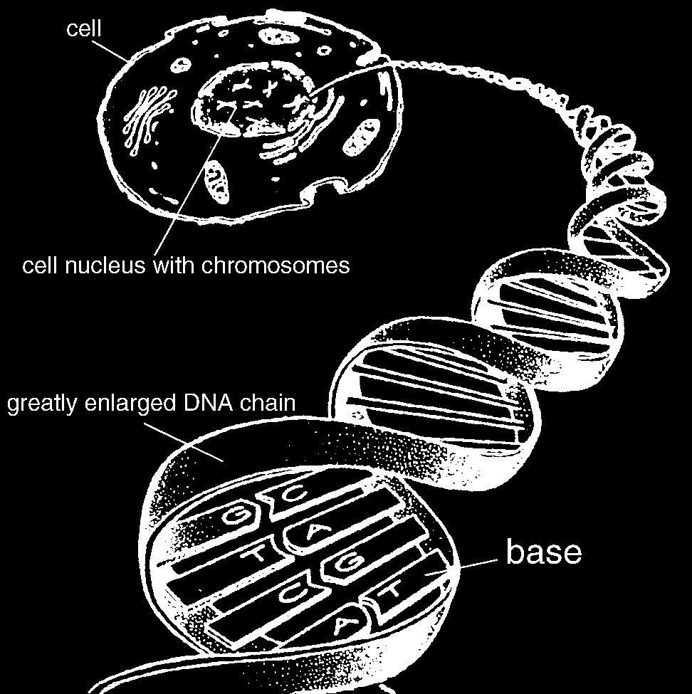 up each of the rung of the ladder There are 4 different nitrogen bases: