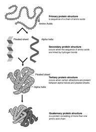 thousands of different proteins DNA & the Genetic Code A gene is