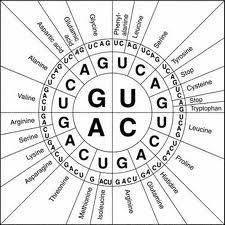 acids in a protein The 4 bases - A,T,G,C - are used to code for