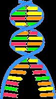 3) The enzyme RNA polymerase joins the RNA bases together to form mrna (messenger RNA) Steps involved in protein synthesis: 1)