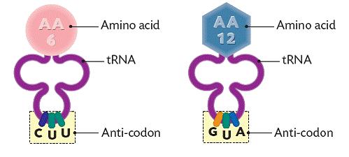 Protein synthesis trna (transfer RNA) is found in the