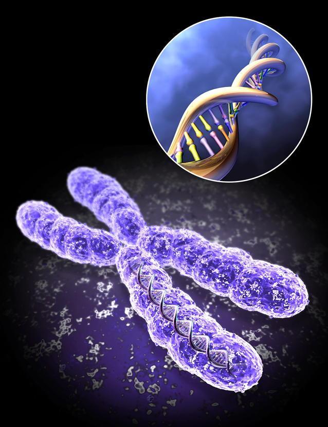 Chromosomes and Genes Chromosomes contain many base pairs.