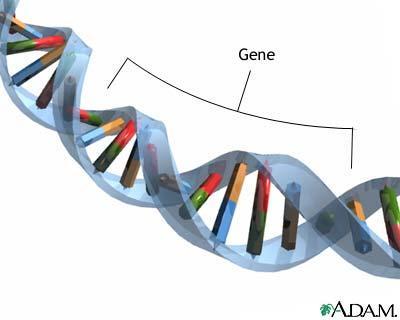 Chromosomes and Genes A gene is a section