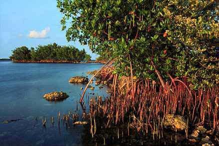 Mangrove swamp Mangroves grow primarily in the tropics and subtropics Plant = mangrove; community = mangal Mangroves replace tidal salt