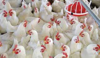 RWA Advantage Program Each segment of the poultry industry can gain a competitive advantage through metrics, management practices and verification for producing broilers without antibiotics.