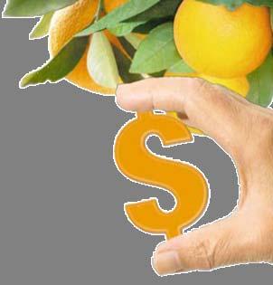 SP COST OF PRODUCTION (general outcomes) Several issues have contributed to raise the cost of SP citrus production such as price