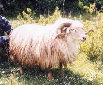 4. Sheep breed Shkodra