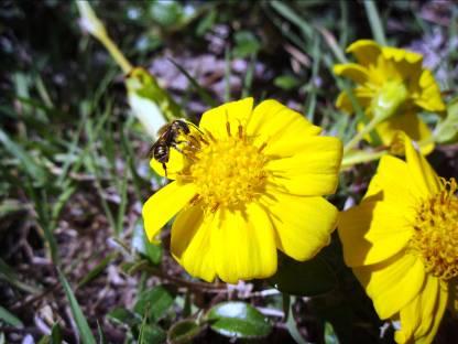 The Role of Pollen and Pollinators in Long-term Conservation Strategies of Plant Genetic Resources