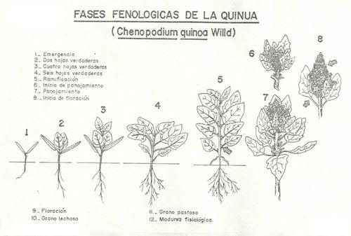 Figure 1 Phenological stages of Quinoa Its origin is in South America and it was largely cultivated by the Pre Columbian populations, being considered sacred.