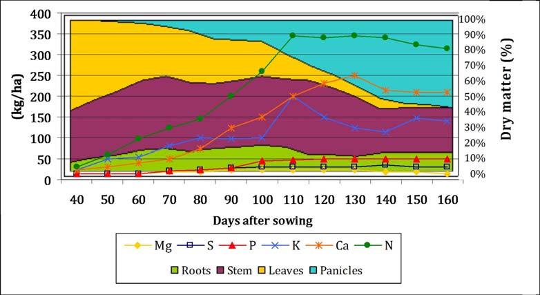 Figure 6 Correspondence between nutrient uptake and biomass accumulation: it is evident that the interval between 100 and 120 days after sowing is critical because it is important to ensure the