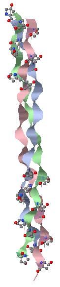 Structure of collagen(s)!! 1 structure:"! Gly-X-Y repeats "! proline, hydroxyproline" HYP residues"!