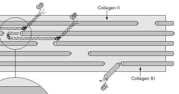 Collagen composition in cartilage! " Collagen types vary in! " location! " glycoslyation! " higher-order structure! " homo- (II) or hetero- (I) trimers! " Cartilage collagens!