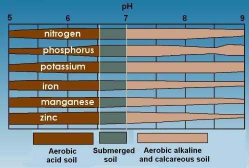 Lesson 5 - Availability of nutrients at different ph levels The width of each horizontal bar represents the plant availability of the identified nutrient within the ph range of 5-9.