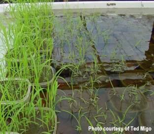 Lesson 6 - Submergence and weed competition Submerging soil helps reduce germination of many weed species This is an important agronomic and economic benefit for rice farmers The weed germination