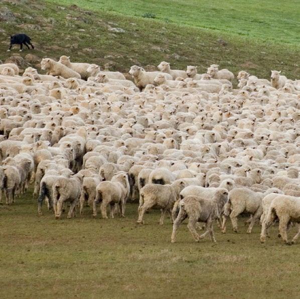 About the research The Australian Wool Annual Review includes data and outlooks on production in Australia, seasonal conditions, prices and demand.